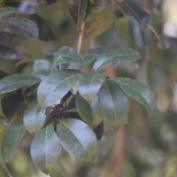 Xantolis tomentosa (Roxb.) Raf.